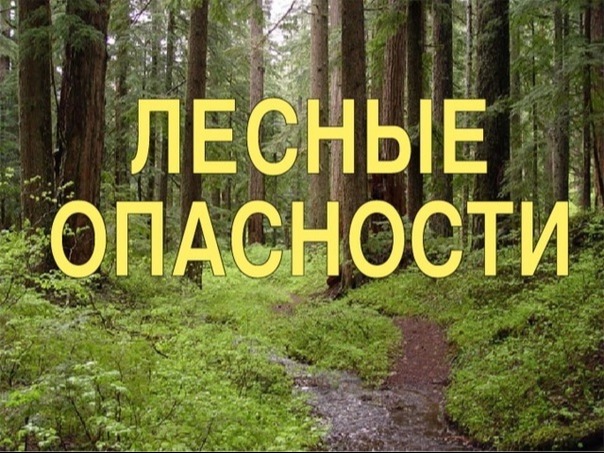 Безопасность в лесу!.